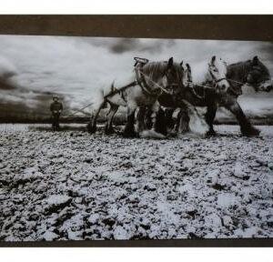 Glas schilderij ploegpaarden